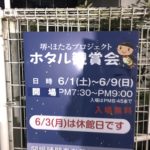 ホタル　ファシナトゥール