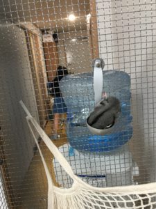 モモンガ,美容室,寝てる姿,