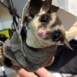 モモンガちゃん,美容室,新型コロナウイルス,